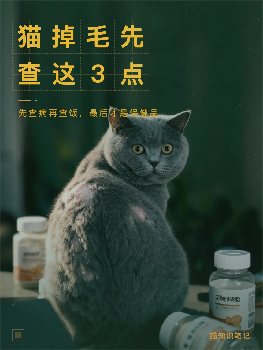 猫掉毛先查这3点