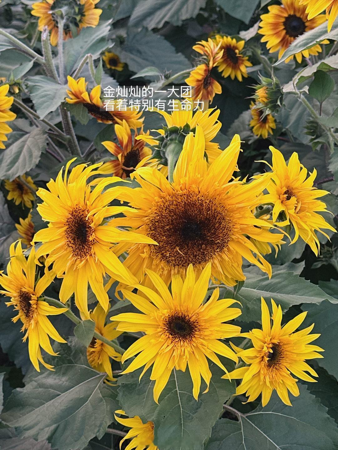 ☁️🌻🤳🏻 ​