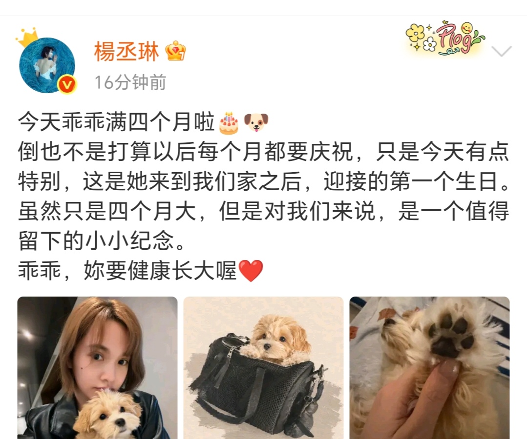 杨丞琳高调发文！10月26日中午，杨丞琳高调发文，可爱的内容瞬间打动无数网友，杨丞琳高调发文的主角，正是她心爱的小狗乖乖。
 
杨丞琳在文中分享，今天乖乖满四个月啦，她坦言倒也不是打算往后每个月都要举办庆祝仪式，只是这个日子有着特别的意义，这是乖乖来到他们家之后，迎接的第一个生日。

虽然小家伙才只