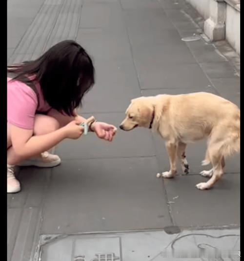在路上看到一个女生蹲在地上在喂流浪狗，那只狗看起来很瘦，但是很温顺地等她喂食。女生喂完之后还摸了摸它的头，然后它就一直跟着她走了一段路。画面很温馨但又有点心酸，街上还有很多这样的流浪动物，希望它们都能被温柔以待。有能力的话我也想为它们做点什么。#善待动物# ​