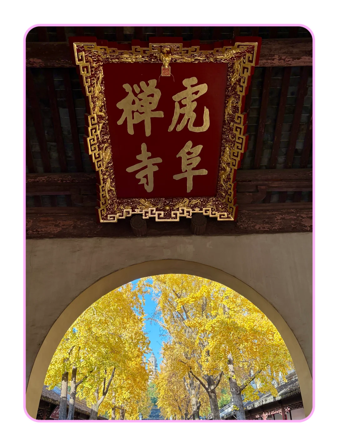 苏州旅游｜虎丘的TOP秋色，进入落幕倒计时