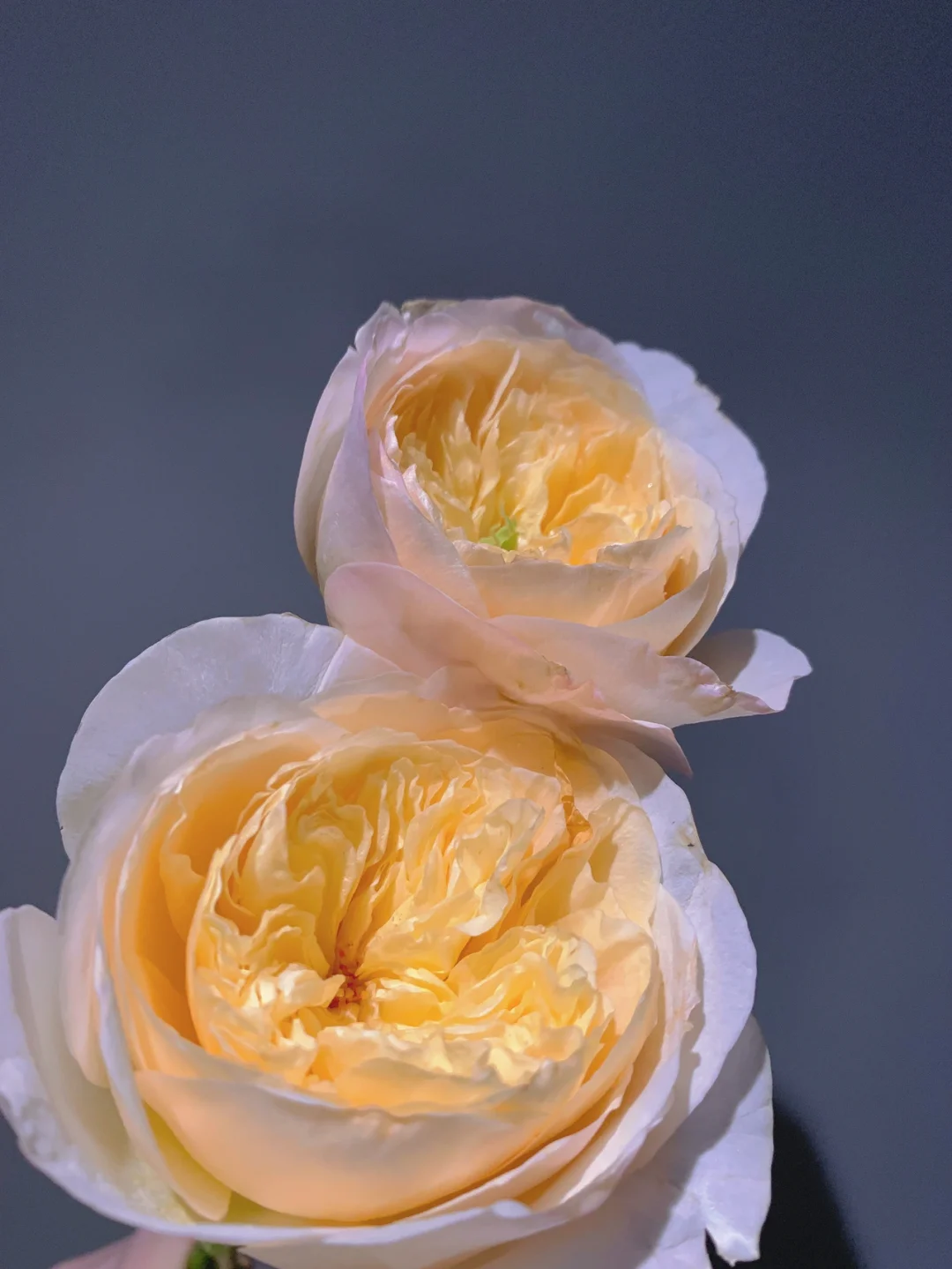 带你每天认识一种花材72｜朱丽叶玫瑰