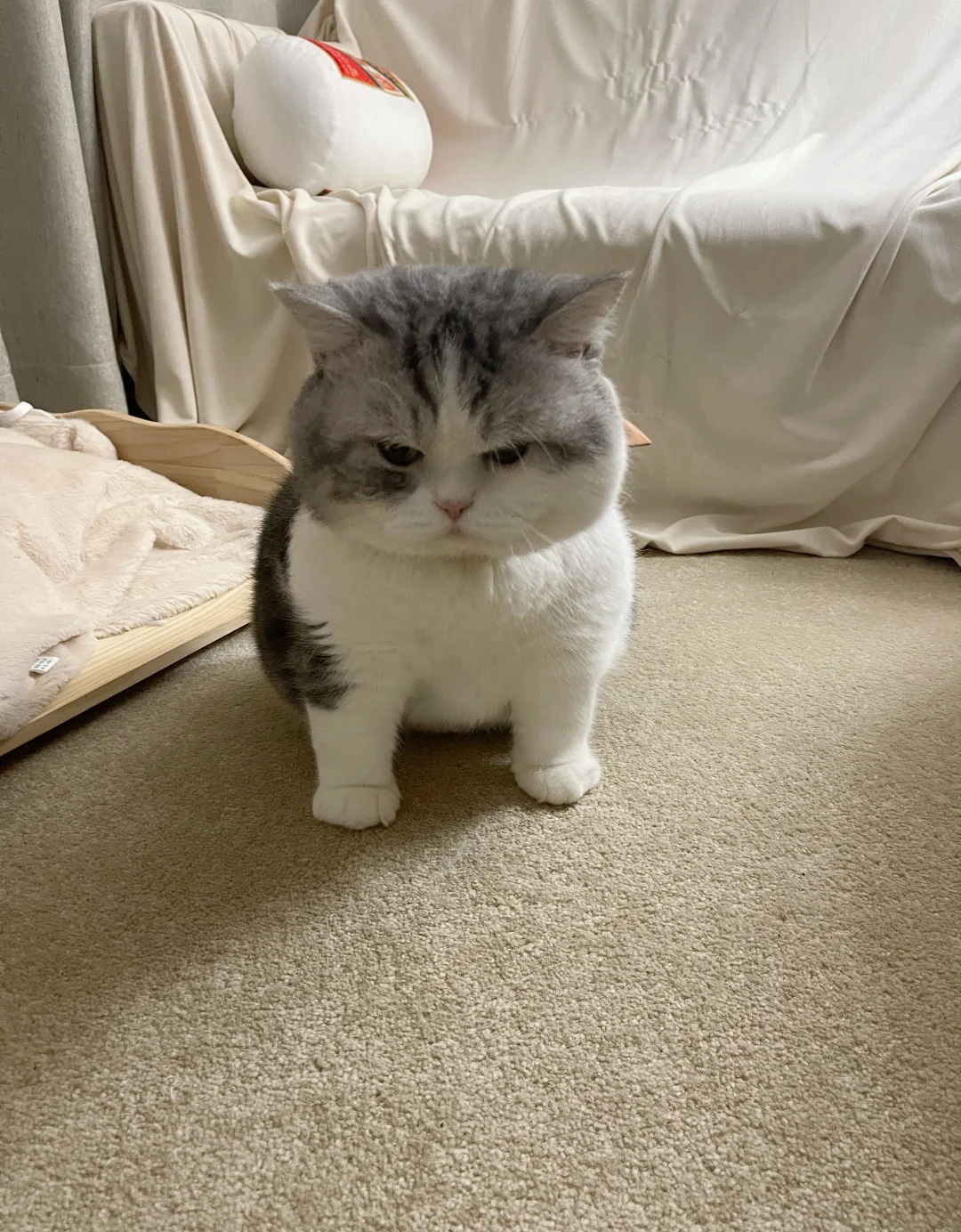 忘放饭就这幅表情