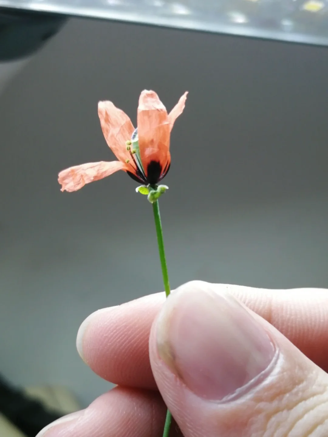 迷你原生虞美人—橙色魔法（名字自取）