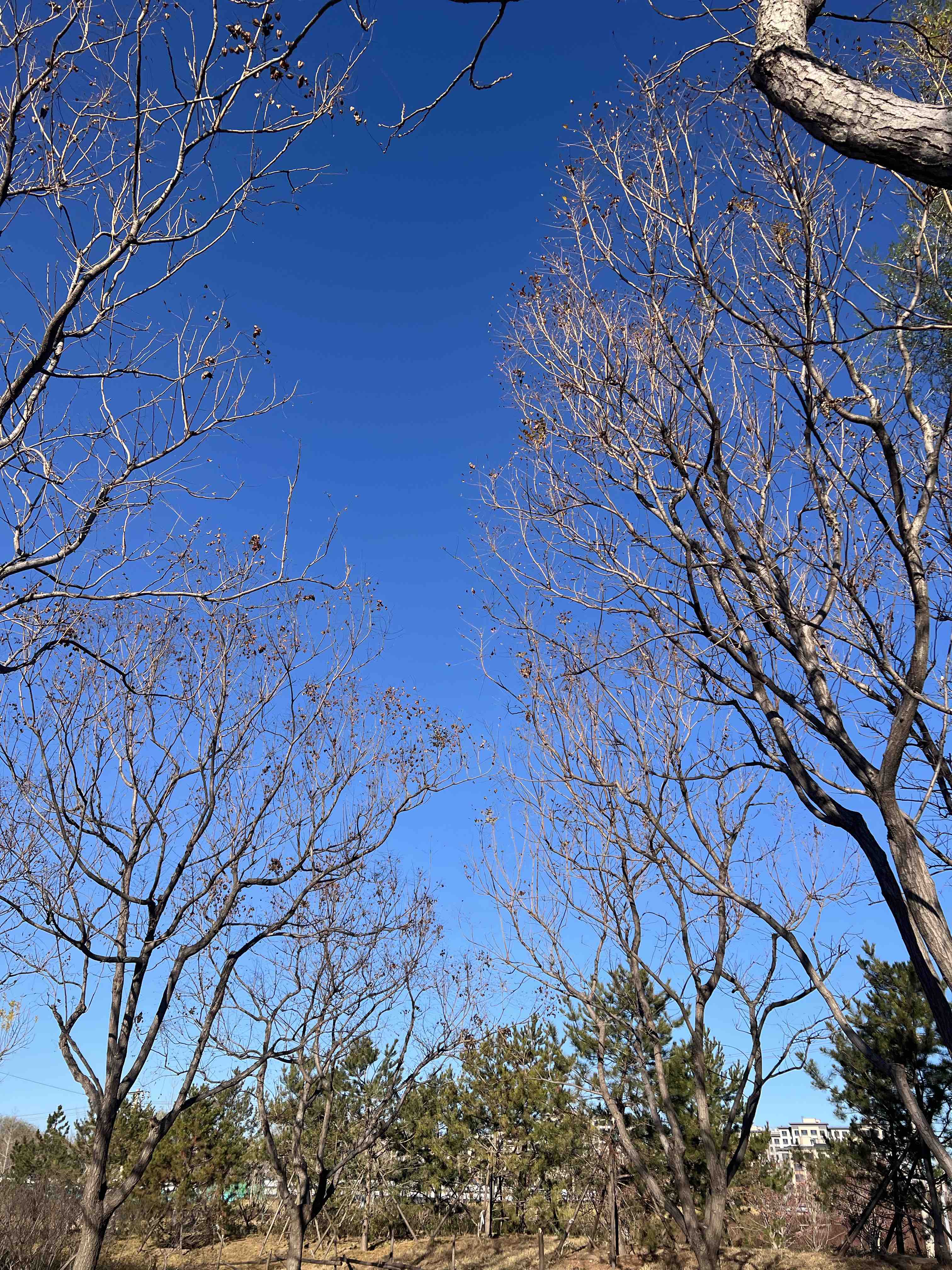 苏文纨简直是民国版“都市丽人的自我修养”模板。留过洋、懂诗词，连吐槽人...