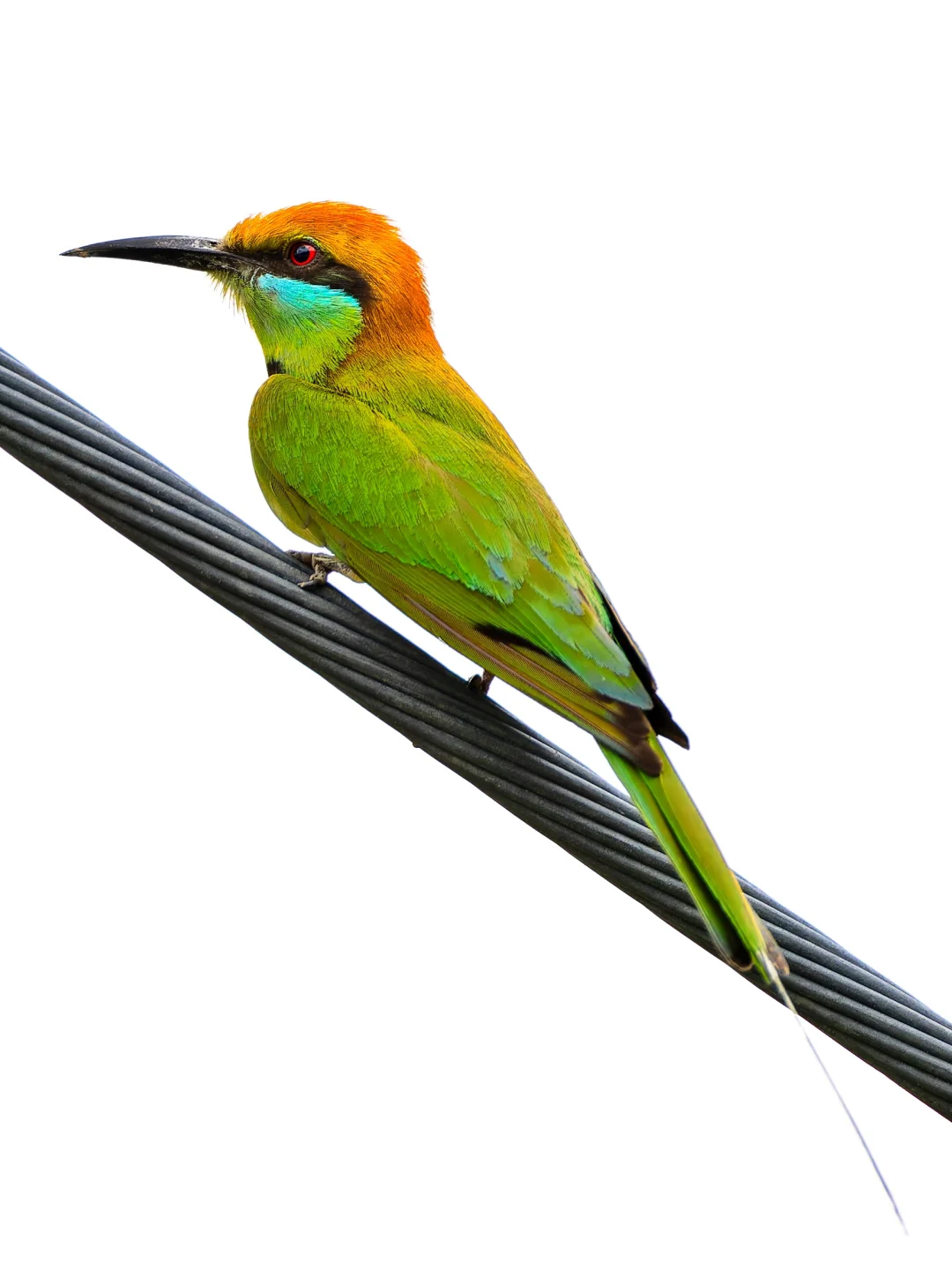 路边电线偶遇绿喉蜂虎，拍个白底证件照吧