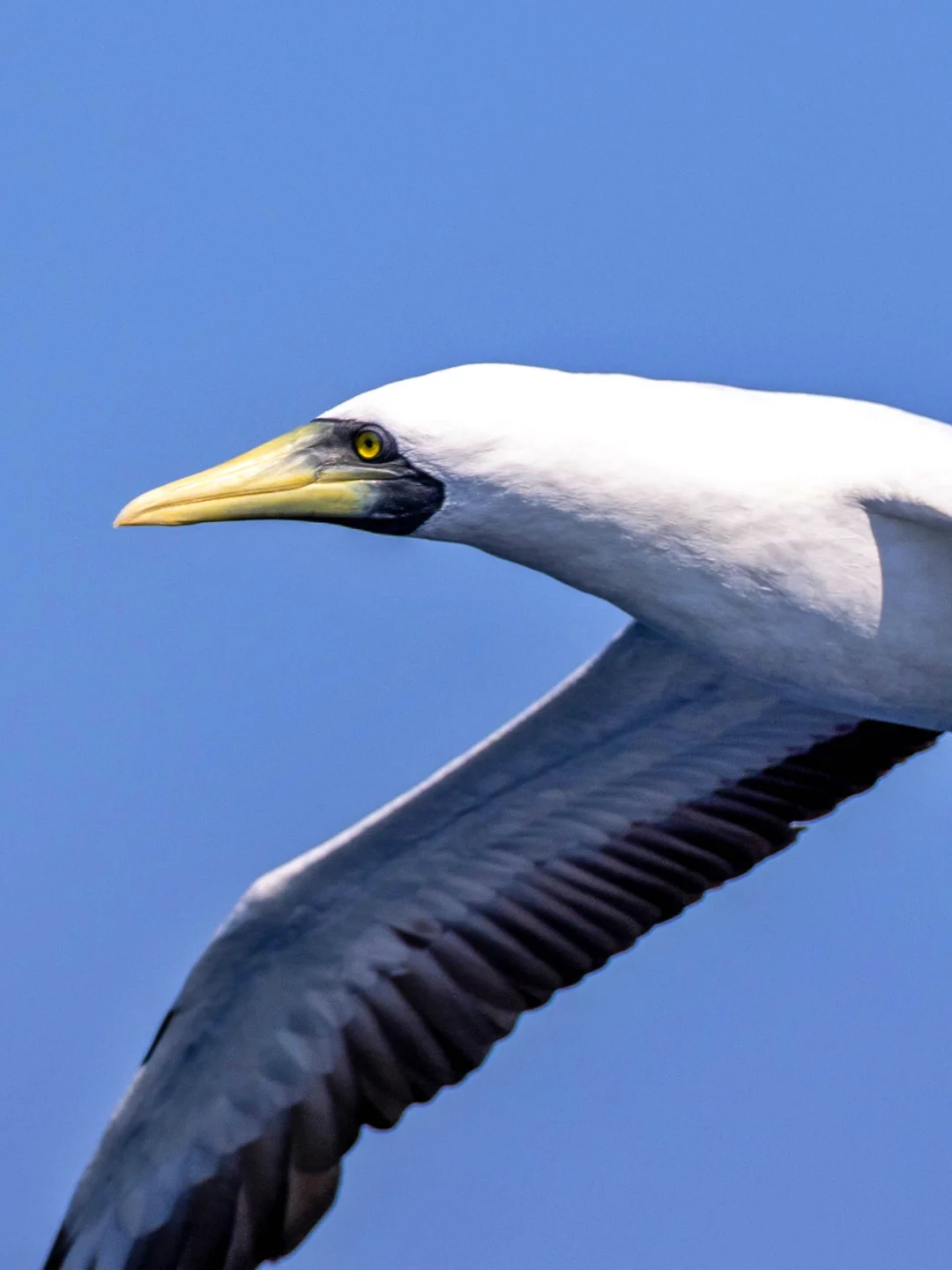 零距离！蓝脸鲣鸟的飞行特写