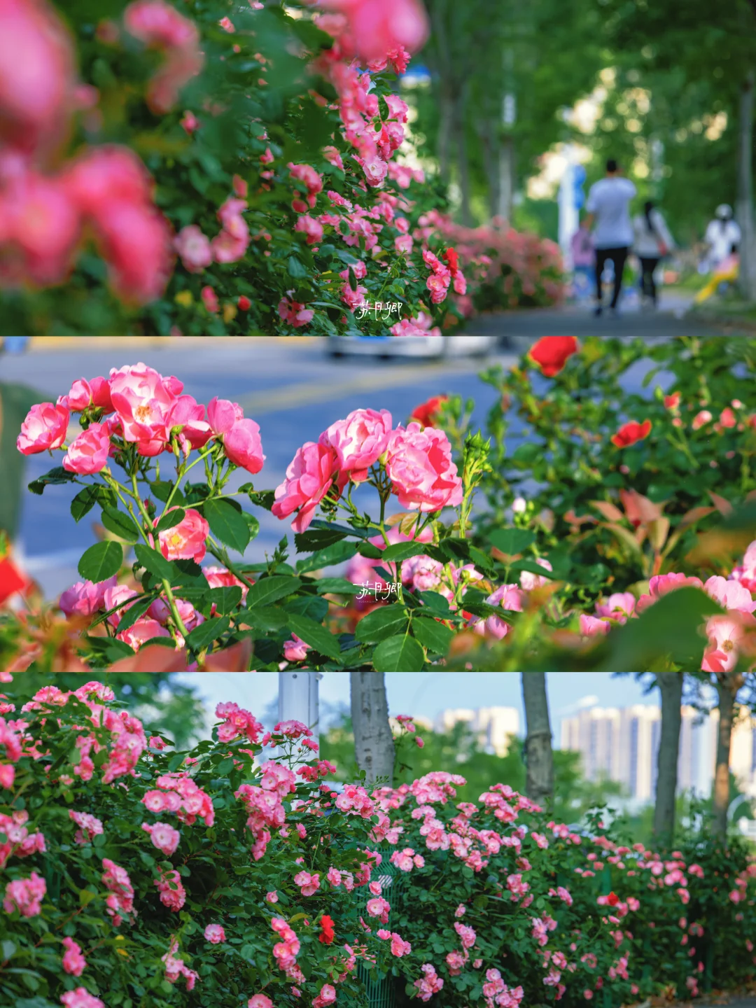 武汉市政‼️你不怕有人在街边办婚礼吗？