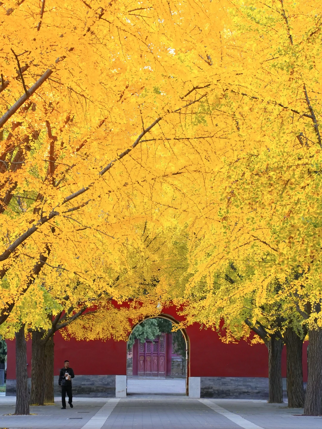 老舍先生笔下封神级别的北京秋天就要来啦❗️