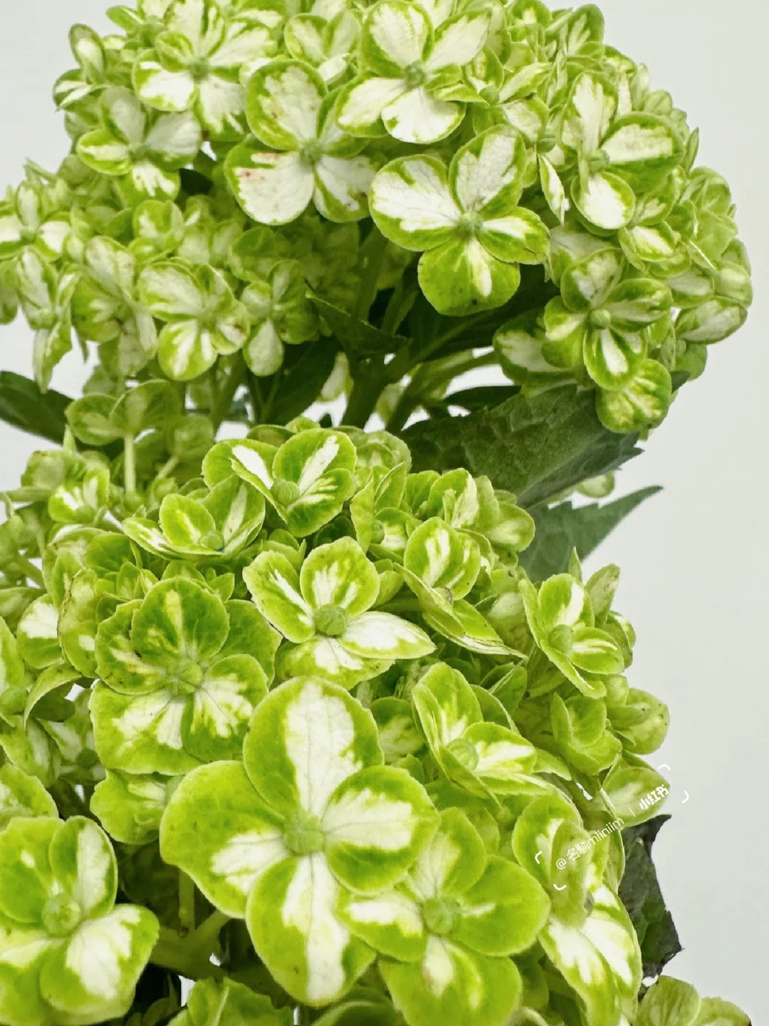 绿色绣球花｜哥伦比亚——花绿☘️