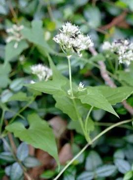 入侵植物｜薇甘菊。
它一年能爬满整座山！这种“绿色杀手”就在你身边。
你见过一片绿油油的藤蔓，几天就把整棵树“吞”了吗？
它不是电影里的怪物，而是真实存在的薇甘菊——世界百大入侵物种之一，江湖人称 “一分钟一英里” 。
这玩意有多狠？
见树杀树，见草灭草。
它会顺着树干往上爬，把整棵树盖得严严实实。