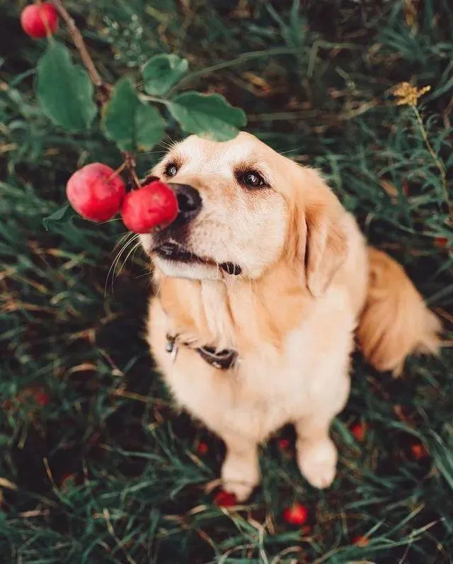 0000
🐶︱可爱小狗搞怪头像︱小狗头像壁纸 | 小金毛壁纸︱小狗怼脸照| WeChat头像 | 搞怪头像 | 梗图 | 萌物分享| 狗meme | 审美积累 | 低质量狗图| 小奶狗｜高质量头像︱逗比小狗头像︱小狗头像分享︱最喜欢小狗了︱小狗狗最可爱☺
壁纸分享/Wechat背景图/背景图/聊天背景图/壁纸套图/iPhone壁纸/审 ​