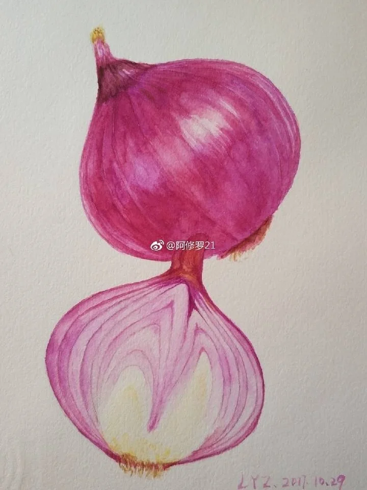 水彩洋葱