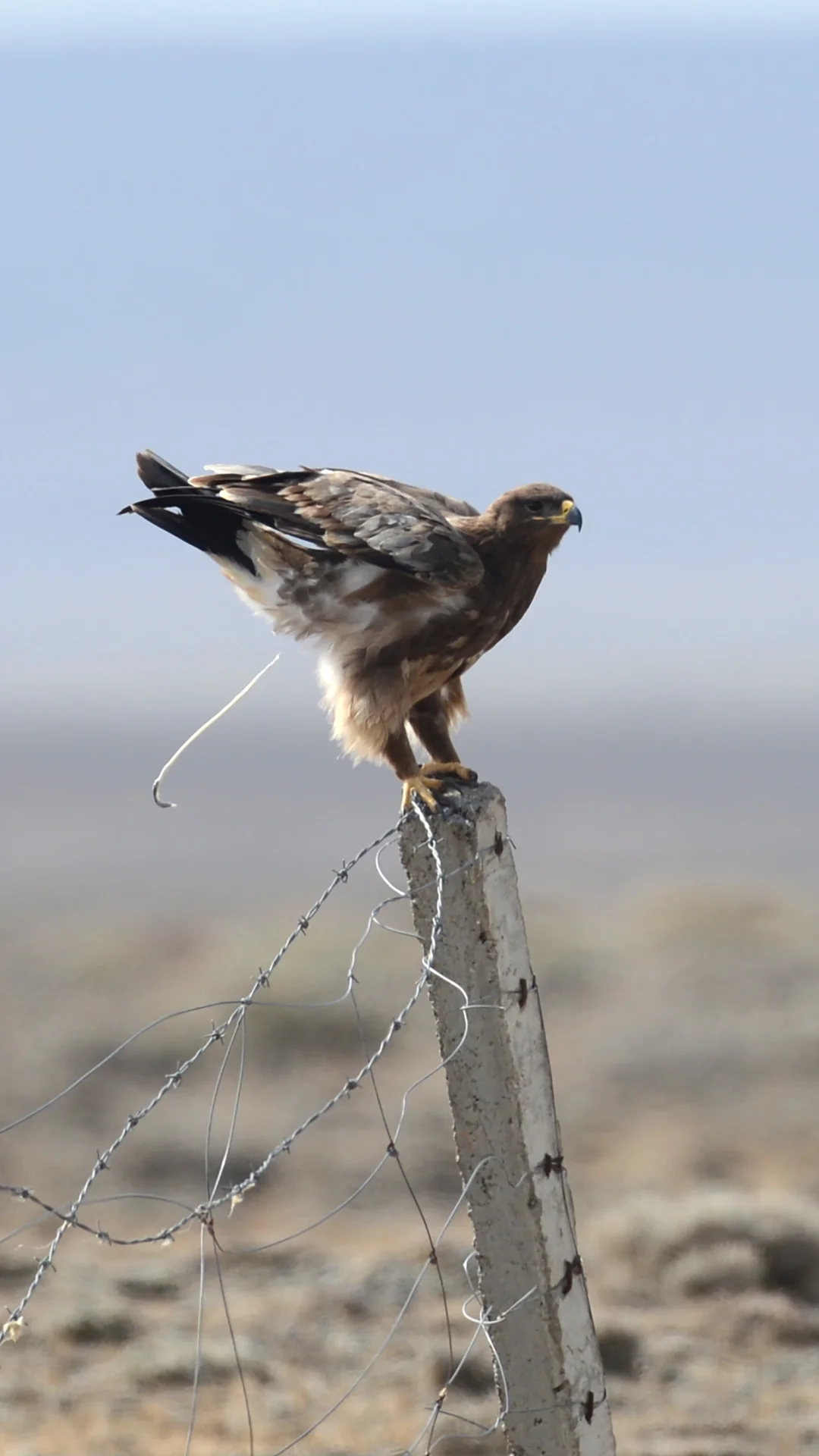 这些桩主你认识吗