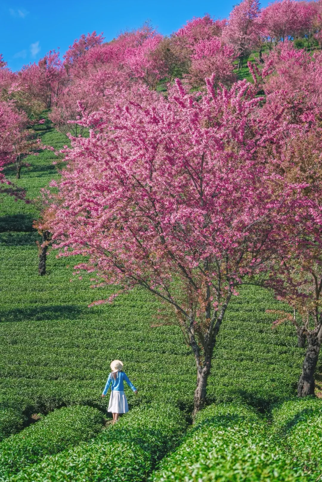 12月的大理，一定不能错过的7️⃣个赏樱点🌸