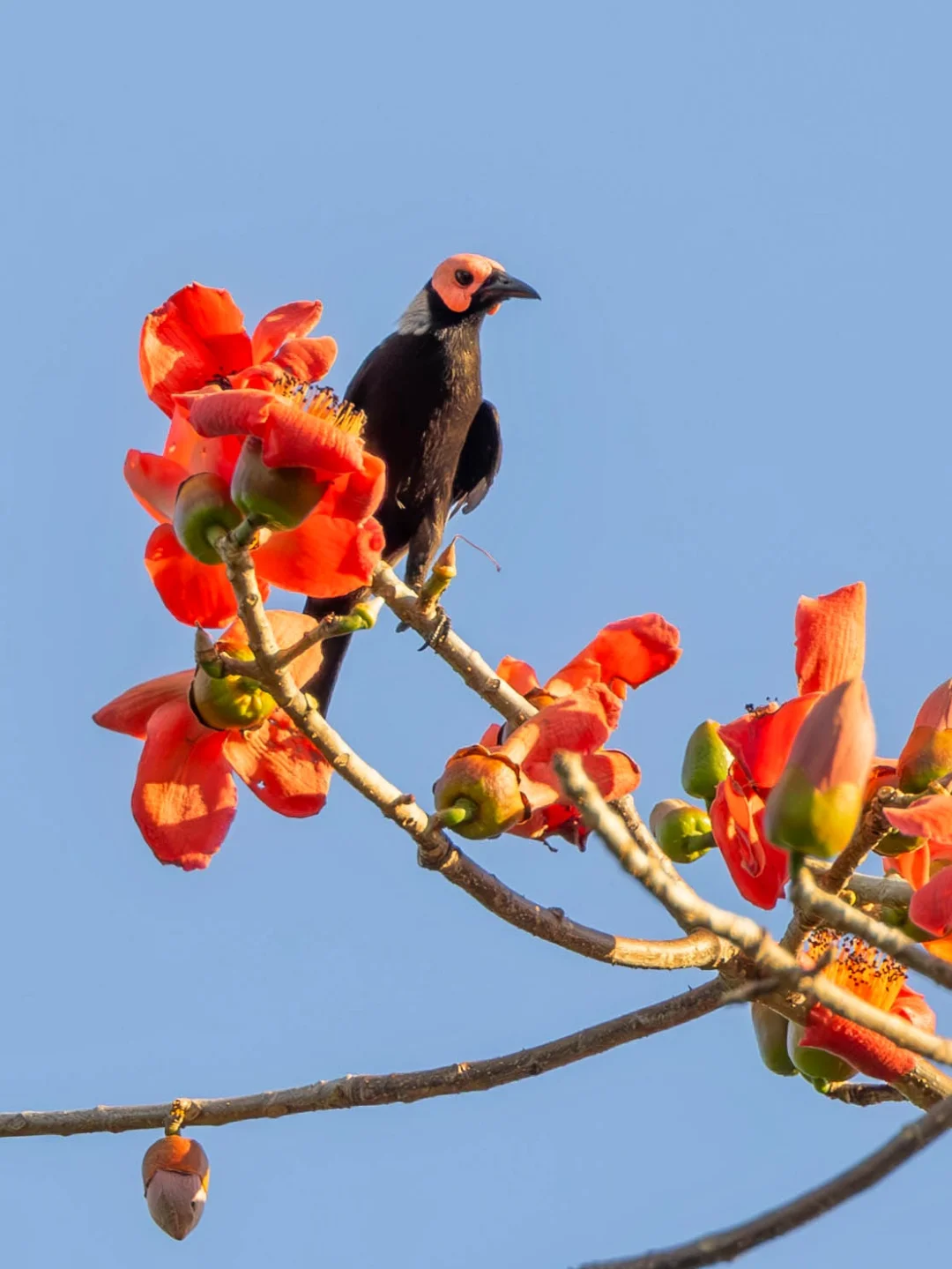 粉面秃椋鸟颜值怎么样？