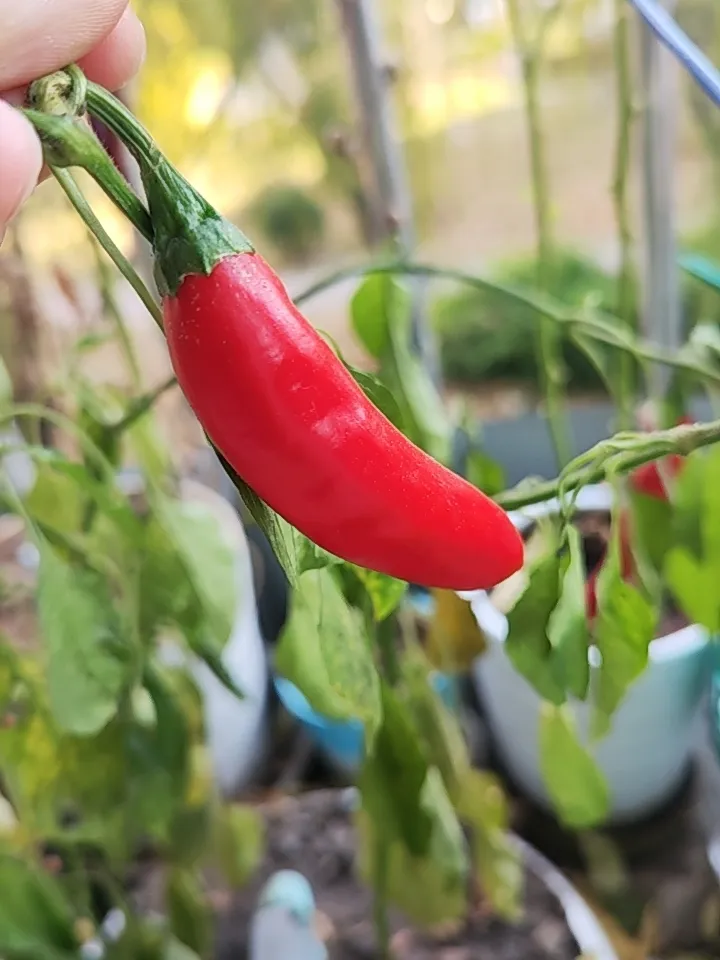 上涨迷糊，砸盘不含糊，渣男真是渣男。否极泰来，渣男的尽头就是凤凰男……