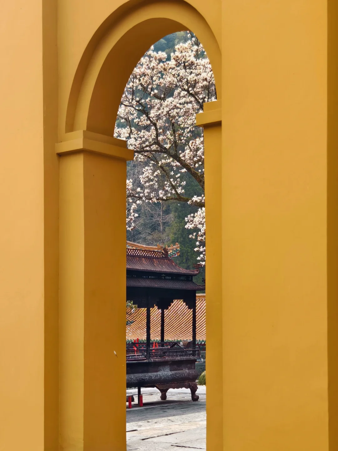 别去挤法喜寺了，禅源寺百年玉兰正在盛放期