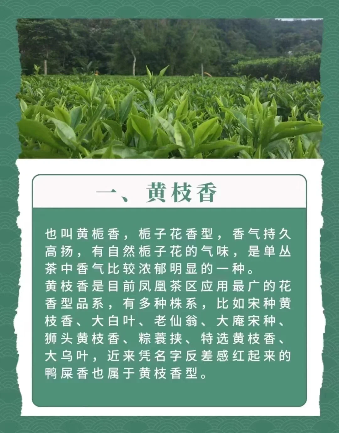 凤凰单丛十大香型到底是哪些，我来告诉你！