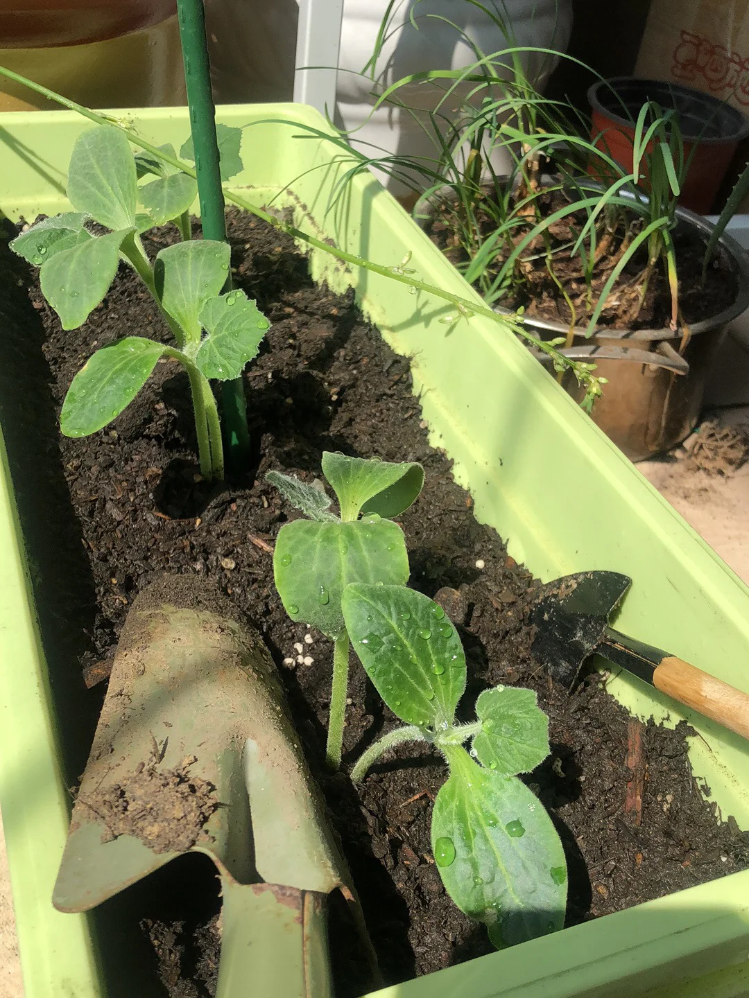 美姐姐家日常分享