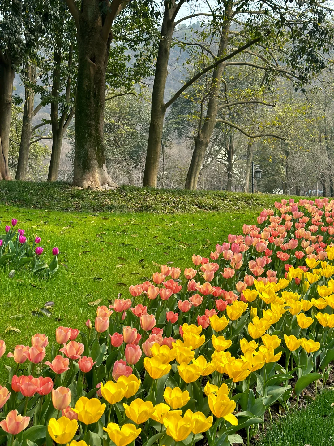 3月太子湾郁金香即将回归❗️❗️美到失语❗️