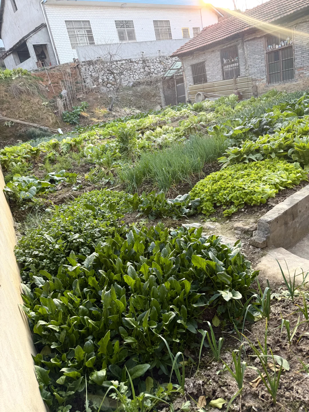 冬天的菜园也是绿意盎然