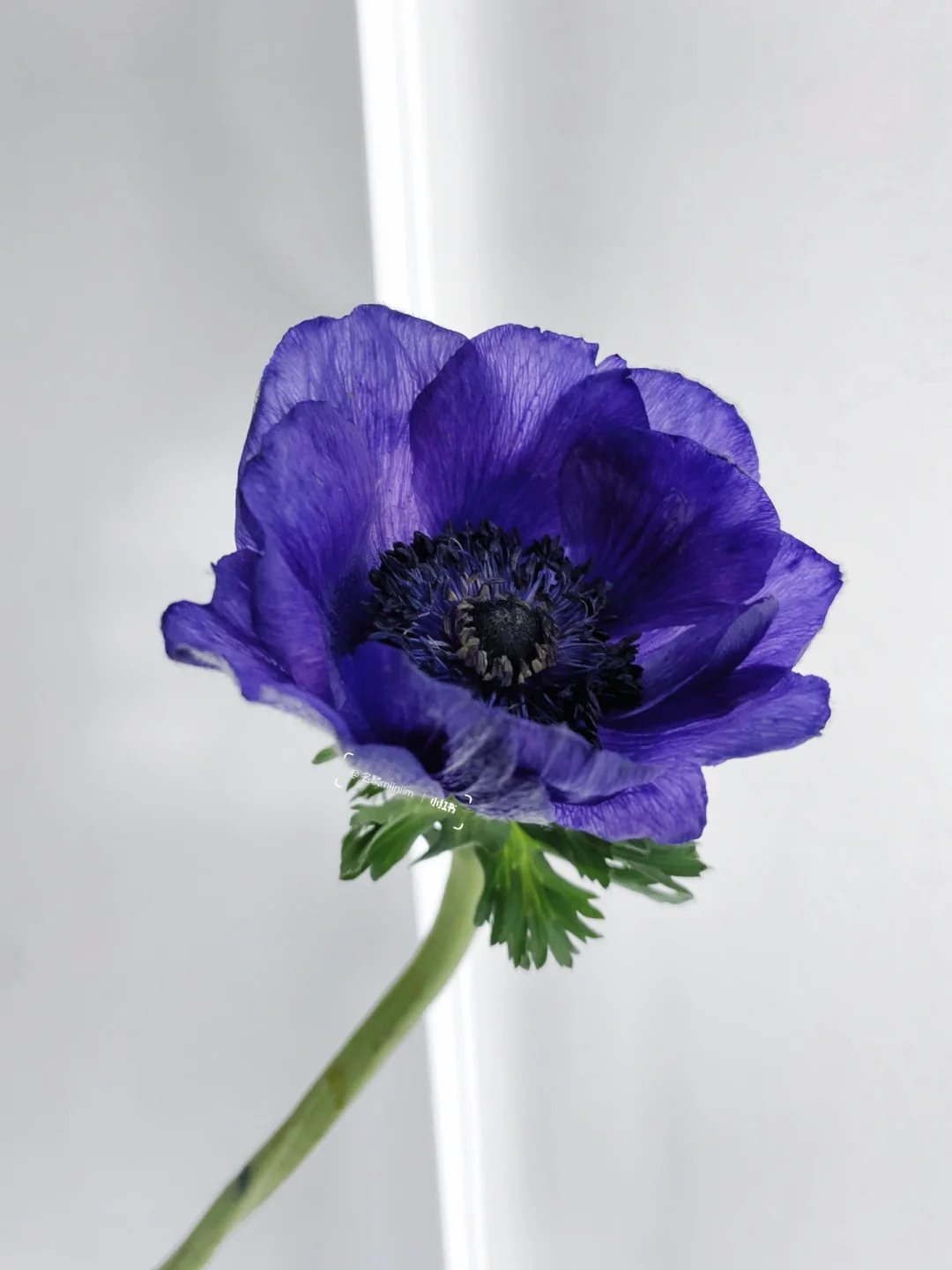 带你每天认识一种花材238｜🟣紫色银莲花