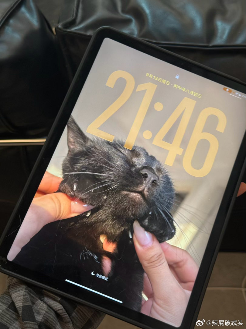 苹果这个自动壁纸真的是我最喜欢的功能之一！
我选了“猫”于是它每天都会随机将一张小猫照片变成壁纸
今天是丑丑的臭臭的但年纪轻轻嘴上停辆奔驰的玩意儿宝宝 ​