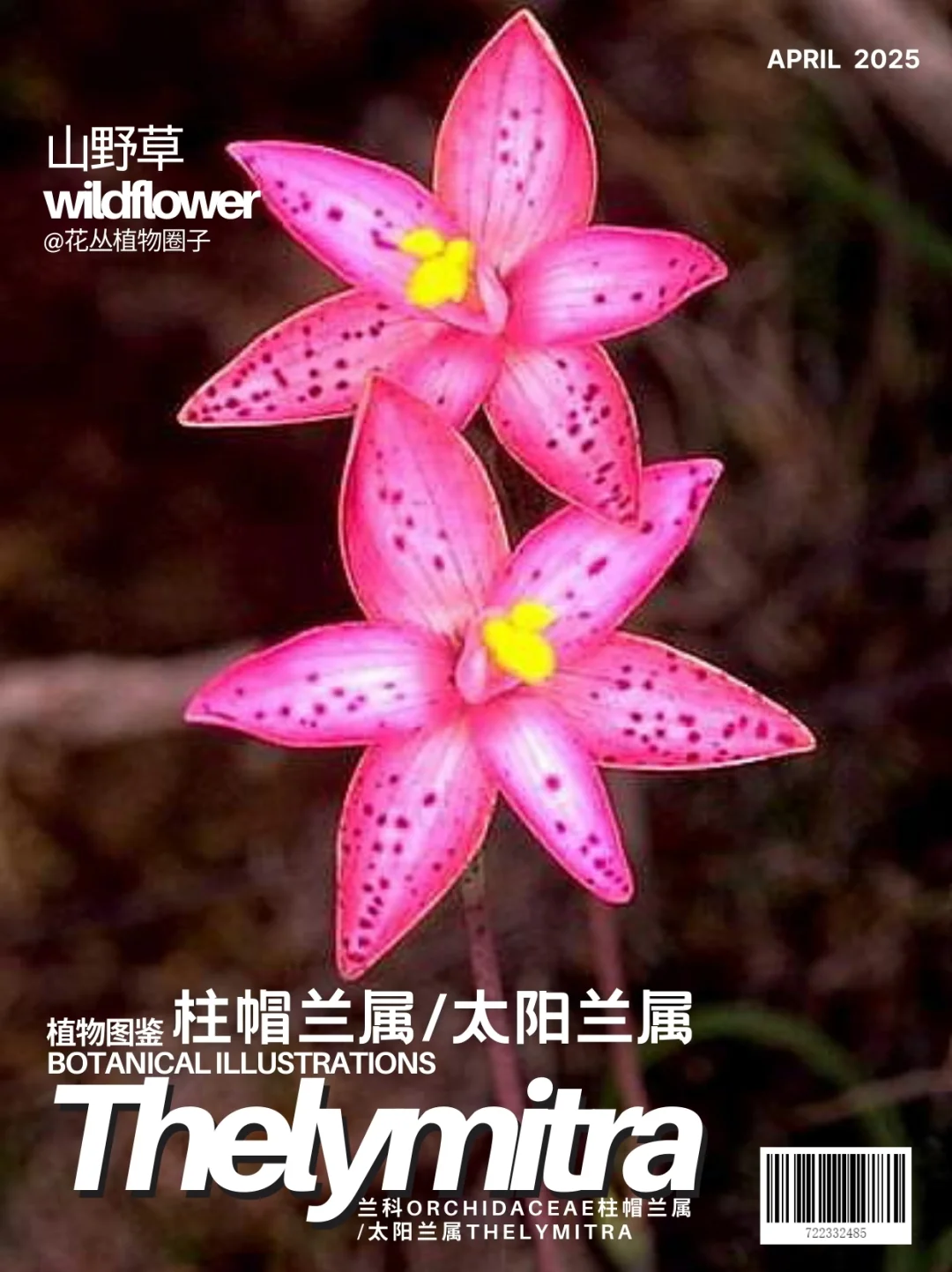 女人的头巾Thelymitra