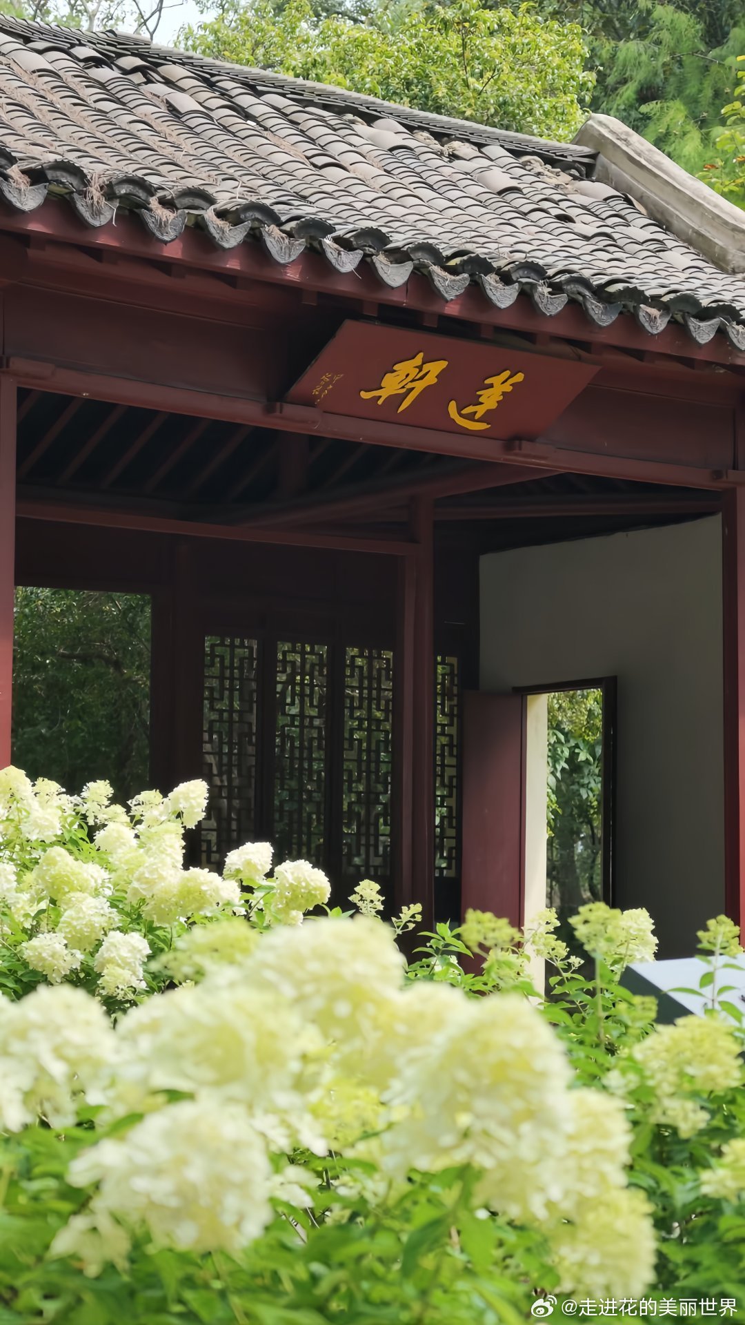 花草[超话] 一花一语：圆锥绣球花      圆锥绣球的花语是：希望。它初开是纯净的白，像一束宁静的光；慢慢晕出粉绿、粉红，像生活在一点点变好。     所以，别急着失望。花会变色，路也会转弯。愿我们都能在难熬的日子里，守住心里那簇白，等来属于自己的美好。 ​​​