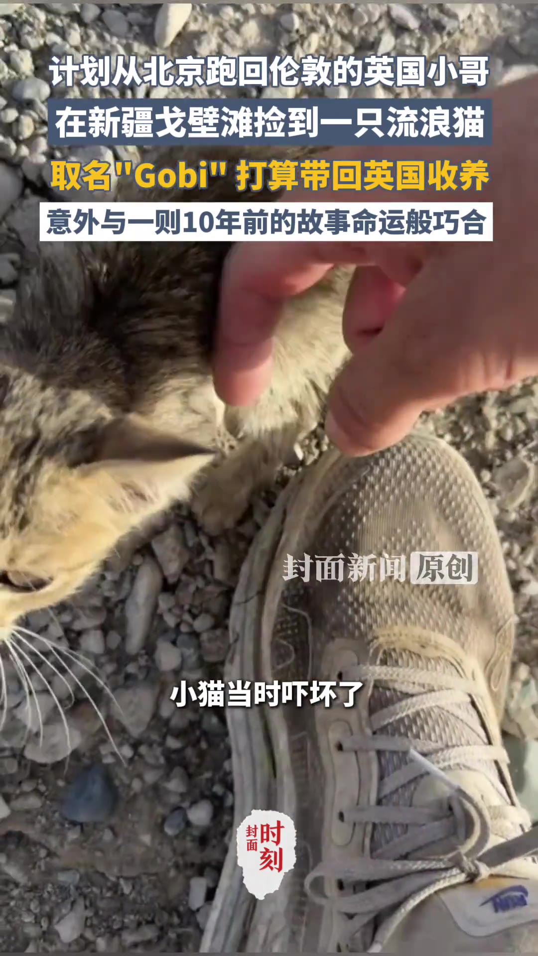 新疆的戈壁滩上，一个英国跑者捡了只小奶猫，取名「Gobi」，打算带回英国。听着稀松平常？可事情巧就巧在——十年前，另一个英国跑者也在戈壁滩上捡了只狗，也取名叫Gobi。两个人，两只动物，隔着十年，撞进了同一个名字里。

这事是封面新闻报的。
先说捡猫这位。
英国小哥Jack，在新疆一片荒无人烟的戈壁