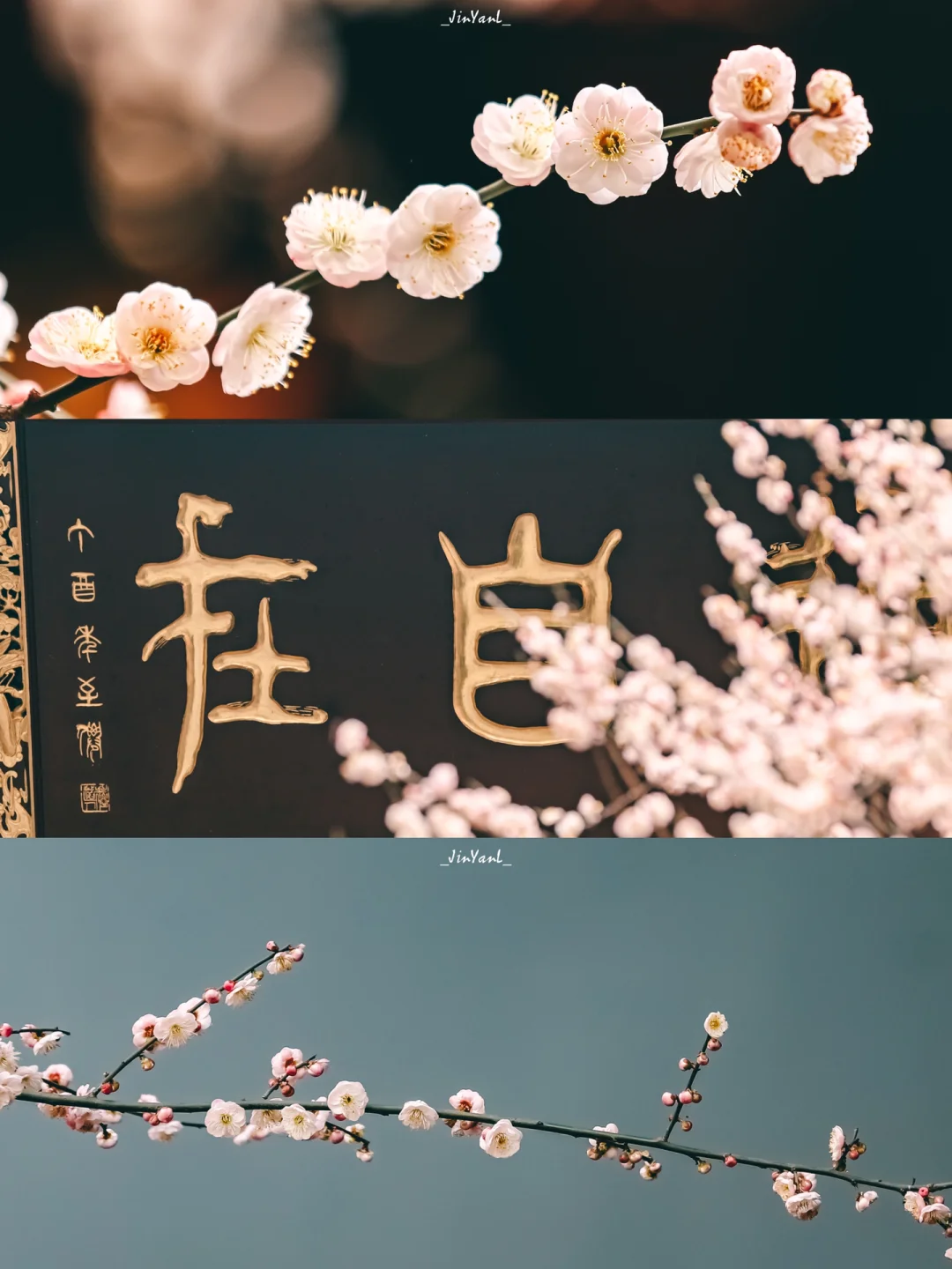 成都旅行｜小众赏梅｜青羊宫暗香浮动