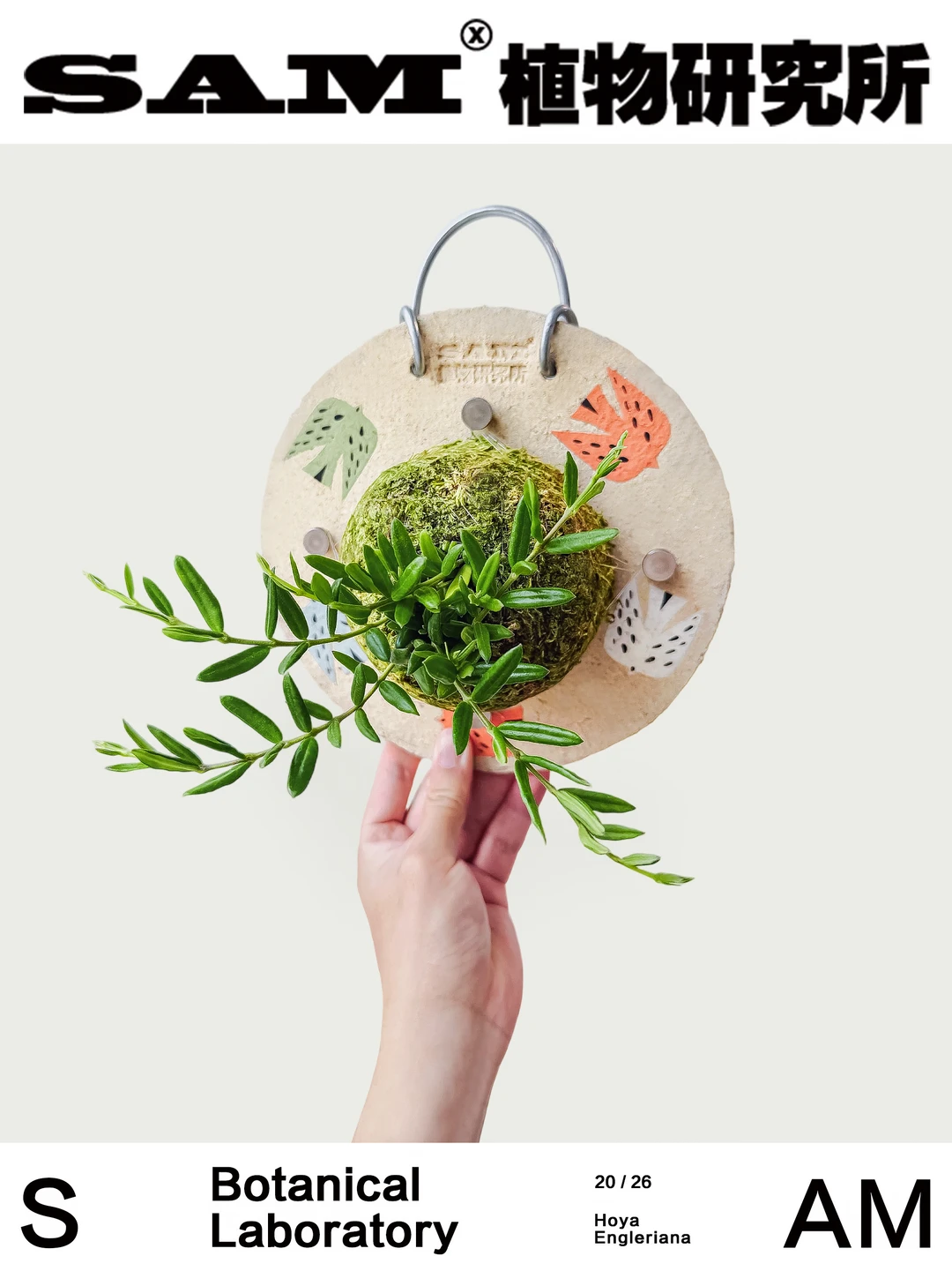 恩格勒球兰｜Hoya Engleriana Hosseus