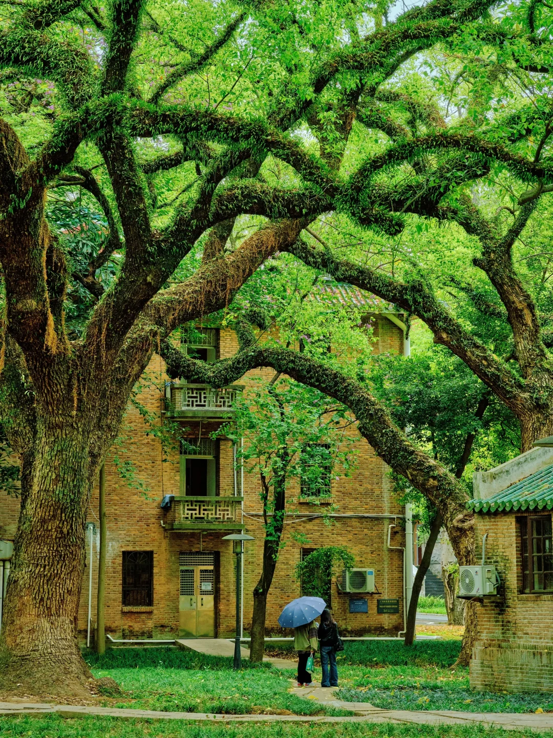 广州这里古树的生命力❗️永远让我心动一万次