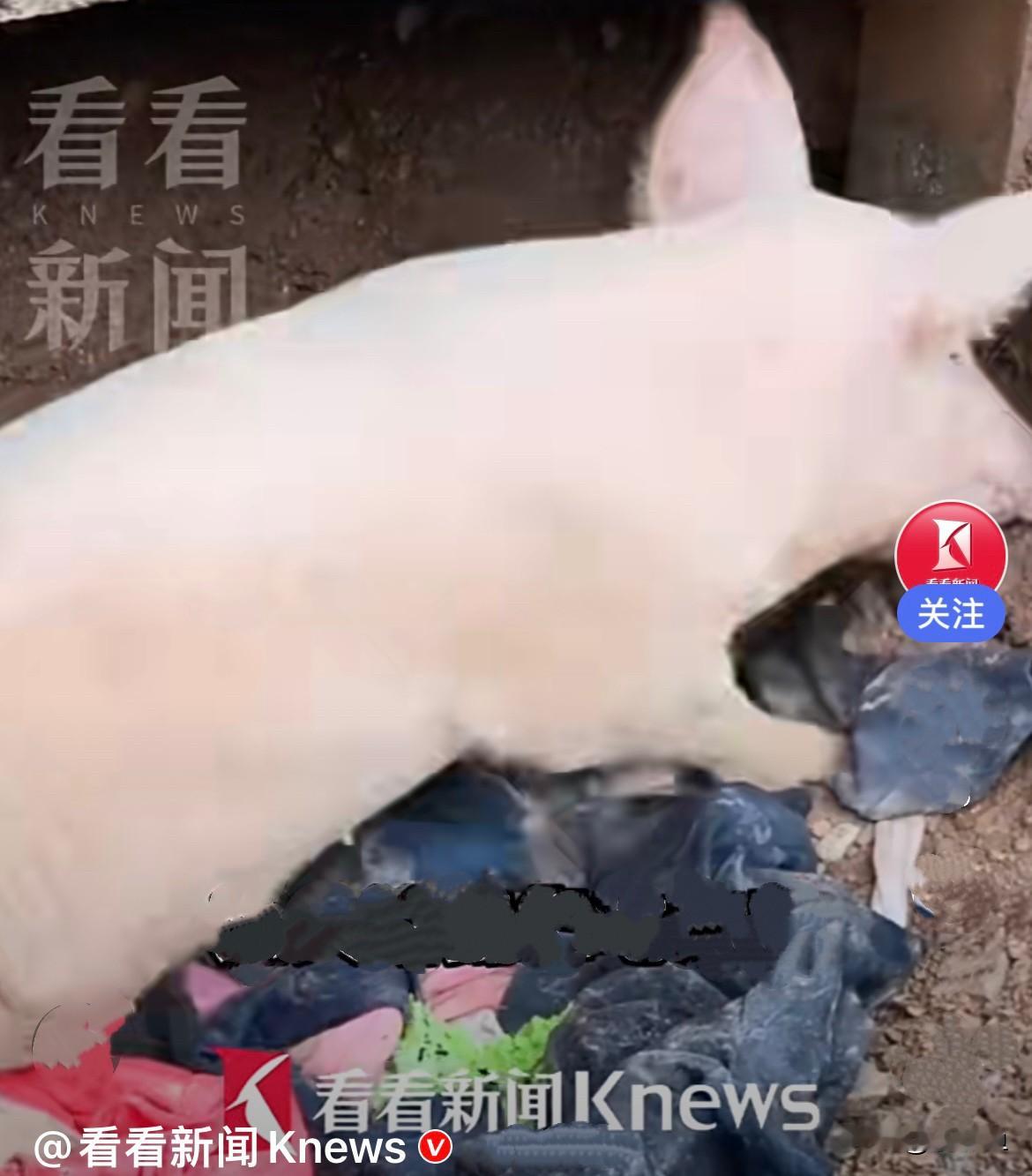 近日，陕西一位村民，在清理家门口泥沙、淤泥地的时候，突然隐约听到泥板底下传来微弱的猪叫声，主人当场愣住，顺着声音扒开泥土、搬开盖
板，万万没想到，里面竟然是自家失踪整整 36天的猪……
         谁都不敢相信，这三十多天里，这头小猪被困在狭小、黑暗、密不透风的泥缝空间里，没有粮食、没有清水、