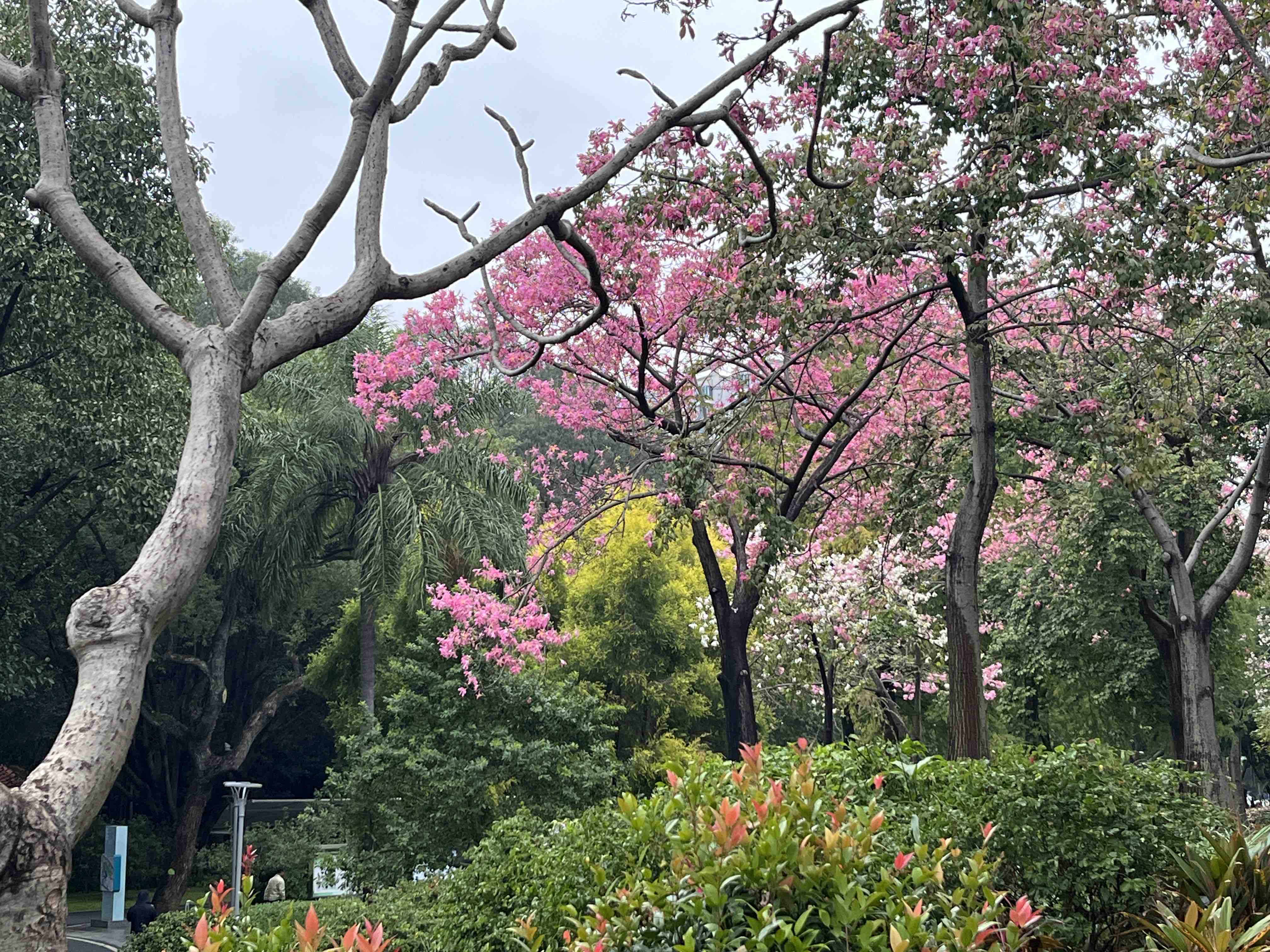 <p>晒图笔记大赛初冬的天河公园 <!--{img:0}--></p>...