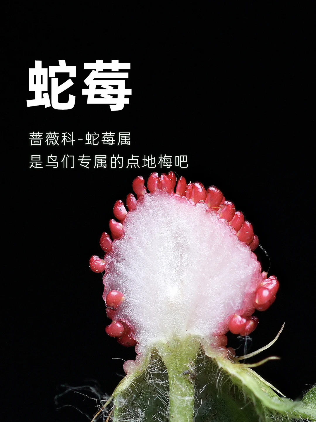 蛇莓大概是鸟们专属的点地梅吧～