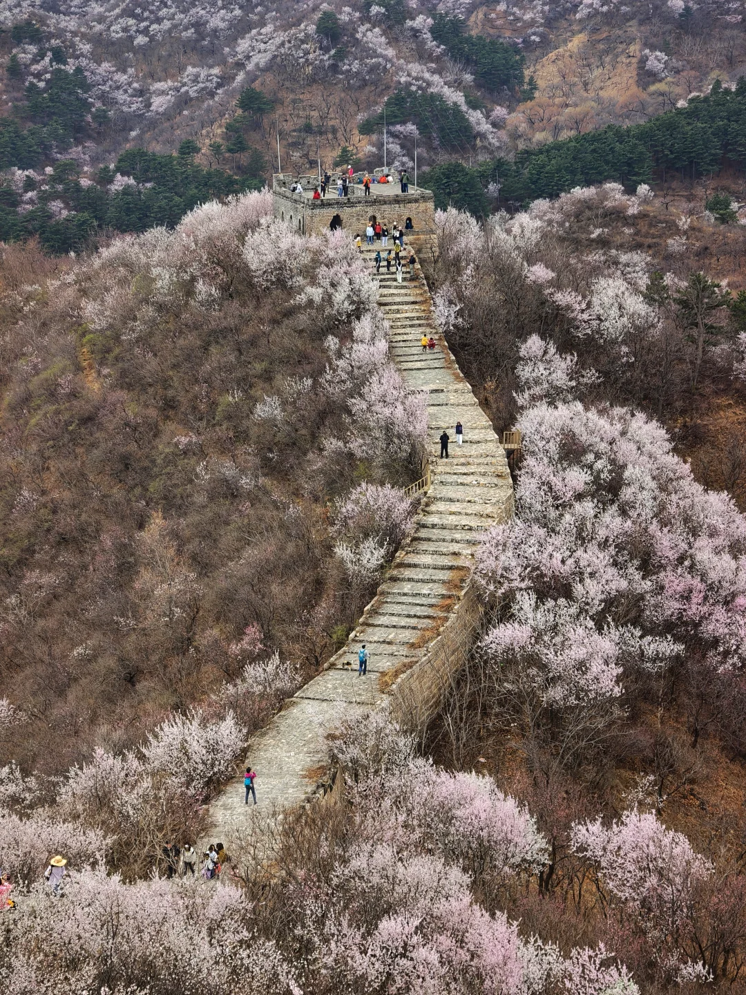 春天的山花烂漫