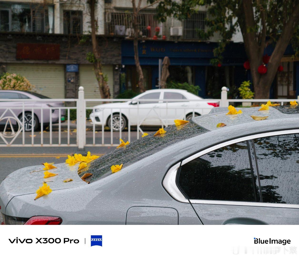#vivo[超话]# 春天，黄花风铃木的黄色花伴着雨落了下来#微博影像年##人间着色##随手拍# ​