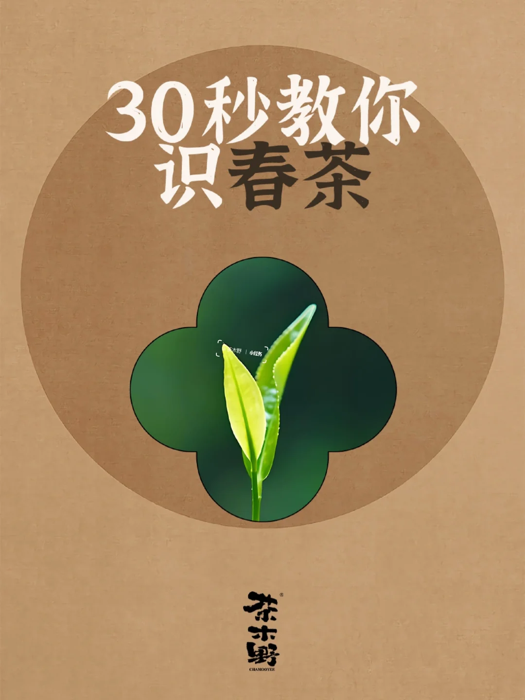 知识分享丨一文分清春茶‼️