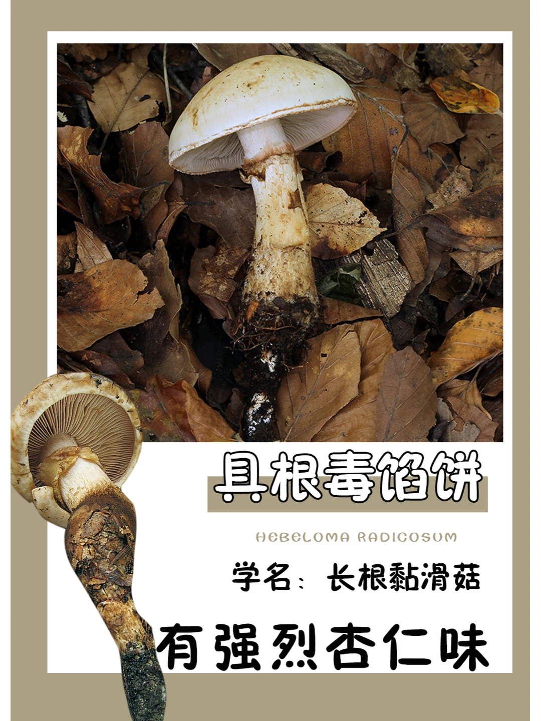 根系非常长，可以深到田鼠窝里