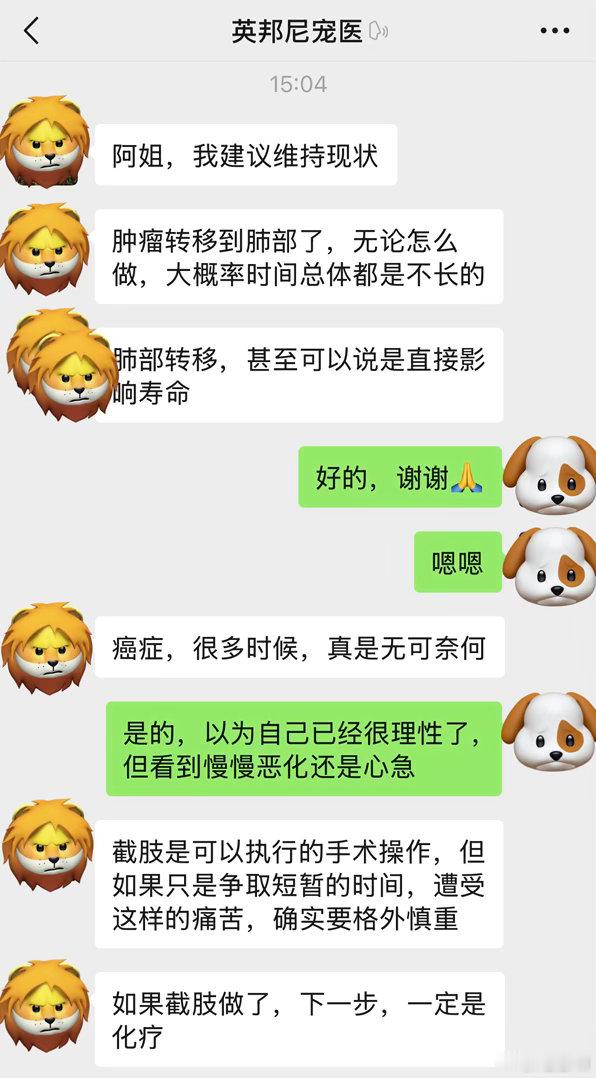 #可爱的做饭搭子艾米#
艾米腿部破溃的菜花状肿瘤越长越大，一个月前就知道只能姑息“治疗”一一每天做好疼痛管理、每天早晚两次创口换药包扎一一但看它受罪还是病急乱投医，想想能不能索性截肢，但，被宠医理性劝退。不挣扎了，好好护理好它。 ​