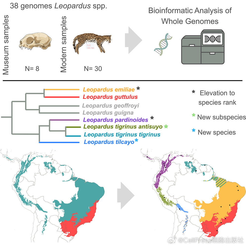 【100年来首次发现全新猫科物种】9月17日，期刊Current Biology正式发表一项猫科分类研究。 tilcayo。上一次出现这种意义上的新猫科物种，要追溯 ​