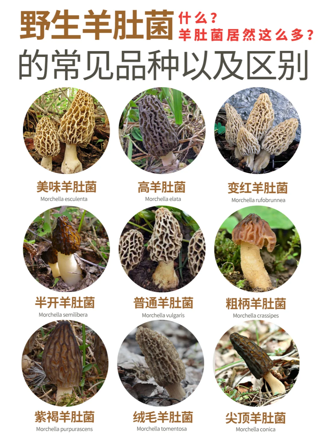 9种常见野生羊肚菌的品种及其区别~