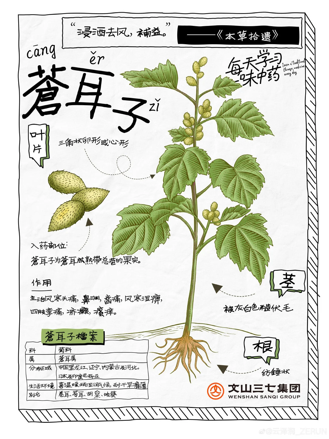 每天学习一味中药｜苍耳子