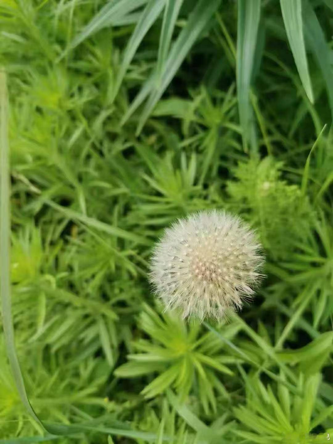 肯吃亏的人，终究吃不了亏。人不还，天也会还。懂大度的人，终究不会输。容忍一时，却赢了一世好人缘。 ​​​
