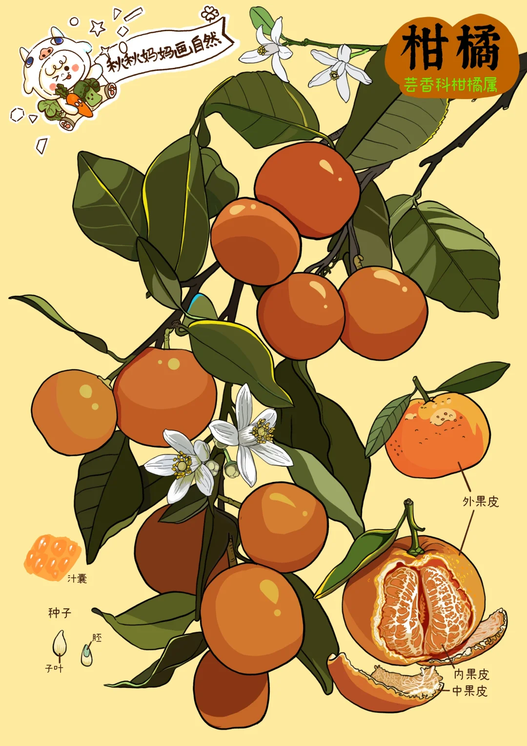 画给孩子的植物科普｜橘子🍊