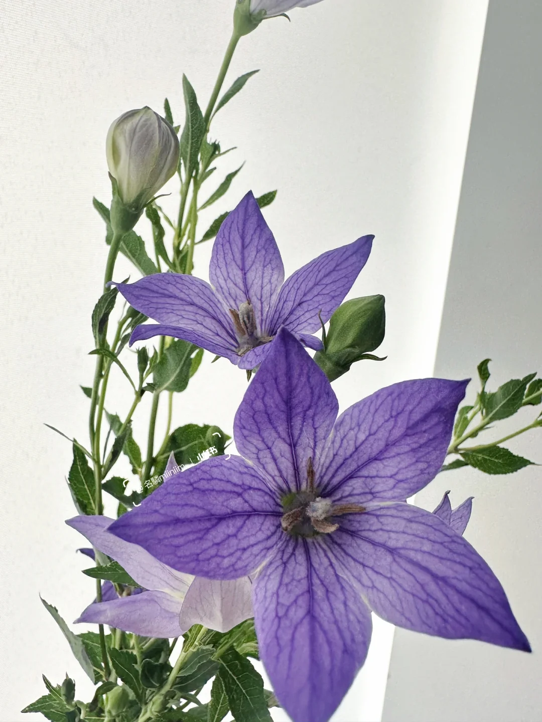 每天认识一种花｜中国桔梗🟣永恒、无悔的感情