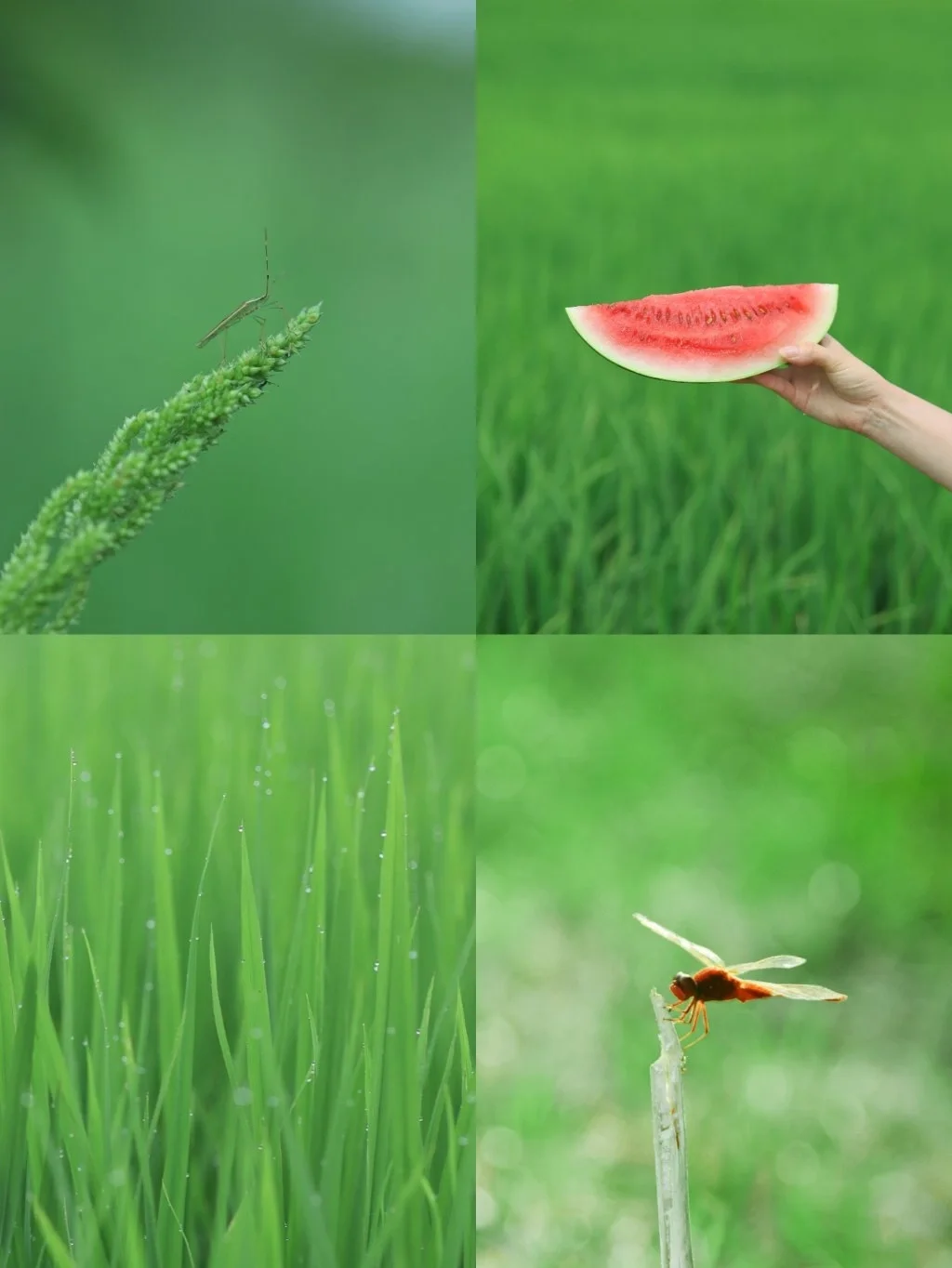 治愈小森林调色🌿像极了日剧里的夏天