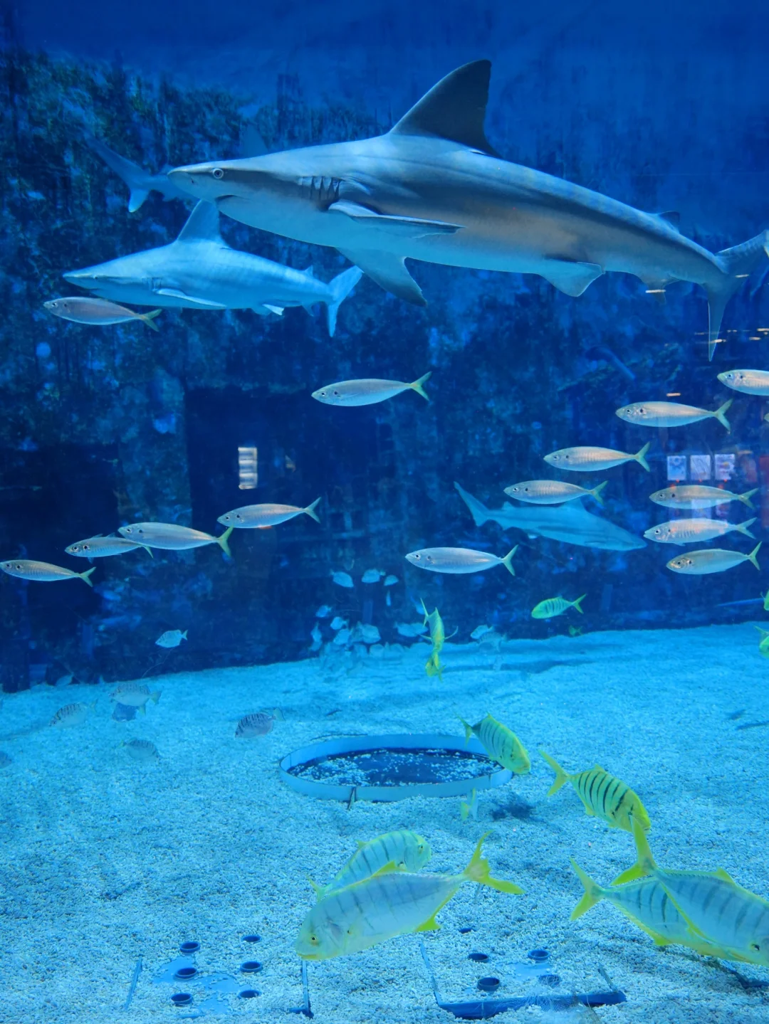 探秘北京海洋馆，沉浸式体验海洋水族世界！